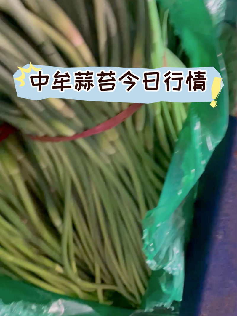 【热卖】河南红帽蒜苔蒜薹产地供应全国代发可视频看货