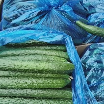 夏邑精品密刺黄瓜产地直发一手货源多年代办代收