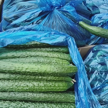 夏邑精品密刺黄瓜产地直发一手货源多年代办代收
