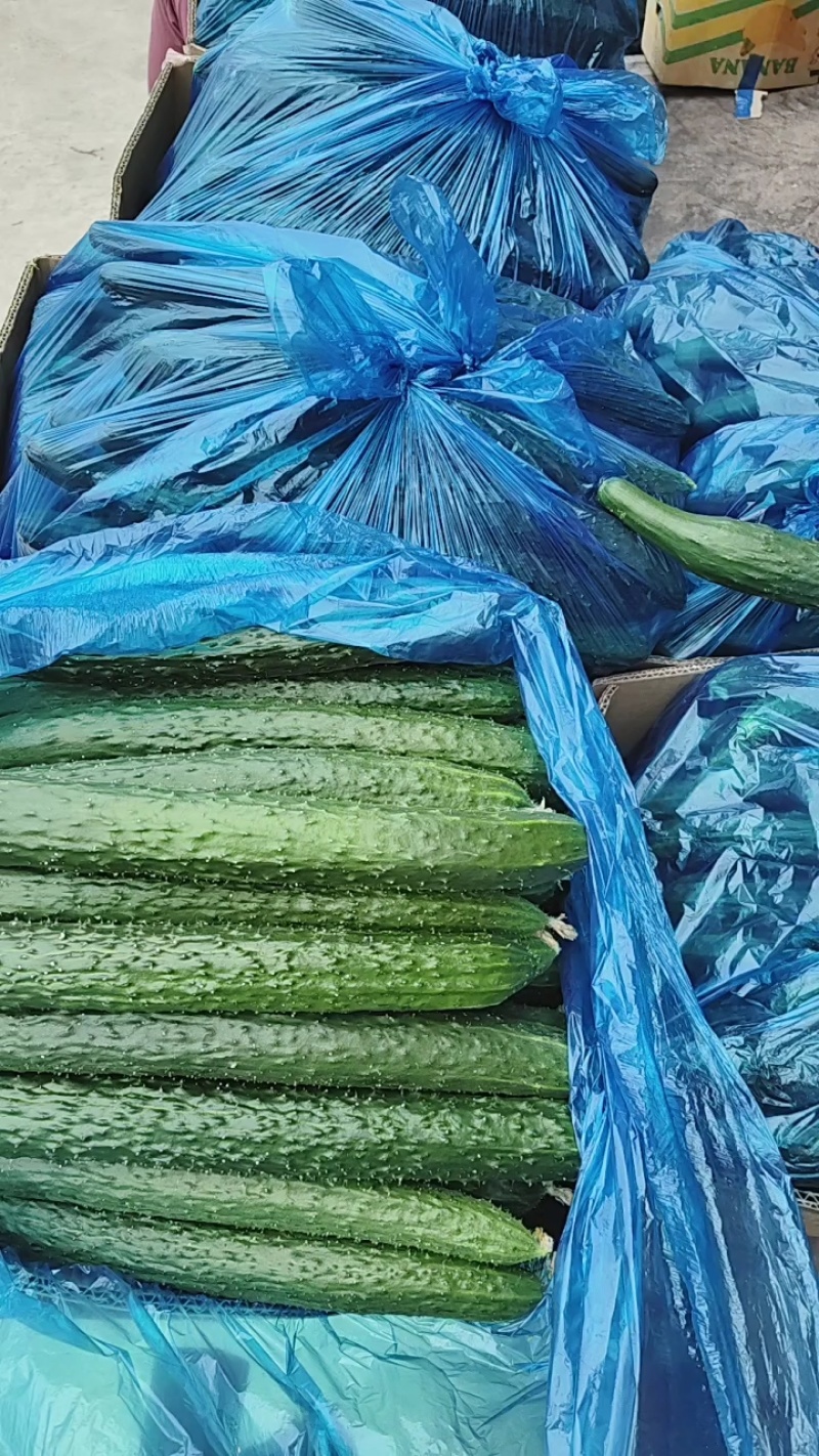 夏邑精品密刺黄瓜产地直发一手货源多年代办代收