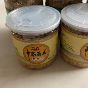 正宗焦作怀菊花批发零售
