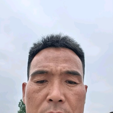 山东茄子紫光茄子紫光圆茄产地一手货源全国可发货