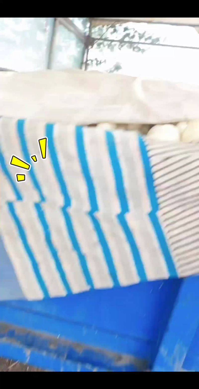 大庆香瓜，