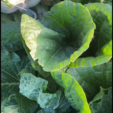 精品白菜新货产地直供专注精品，欢迎各位客商前来
