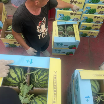 河南头茬无籽美都/麒麟西瓜/电商货/市场货/产地直供