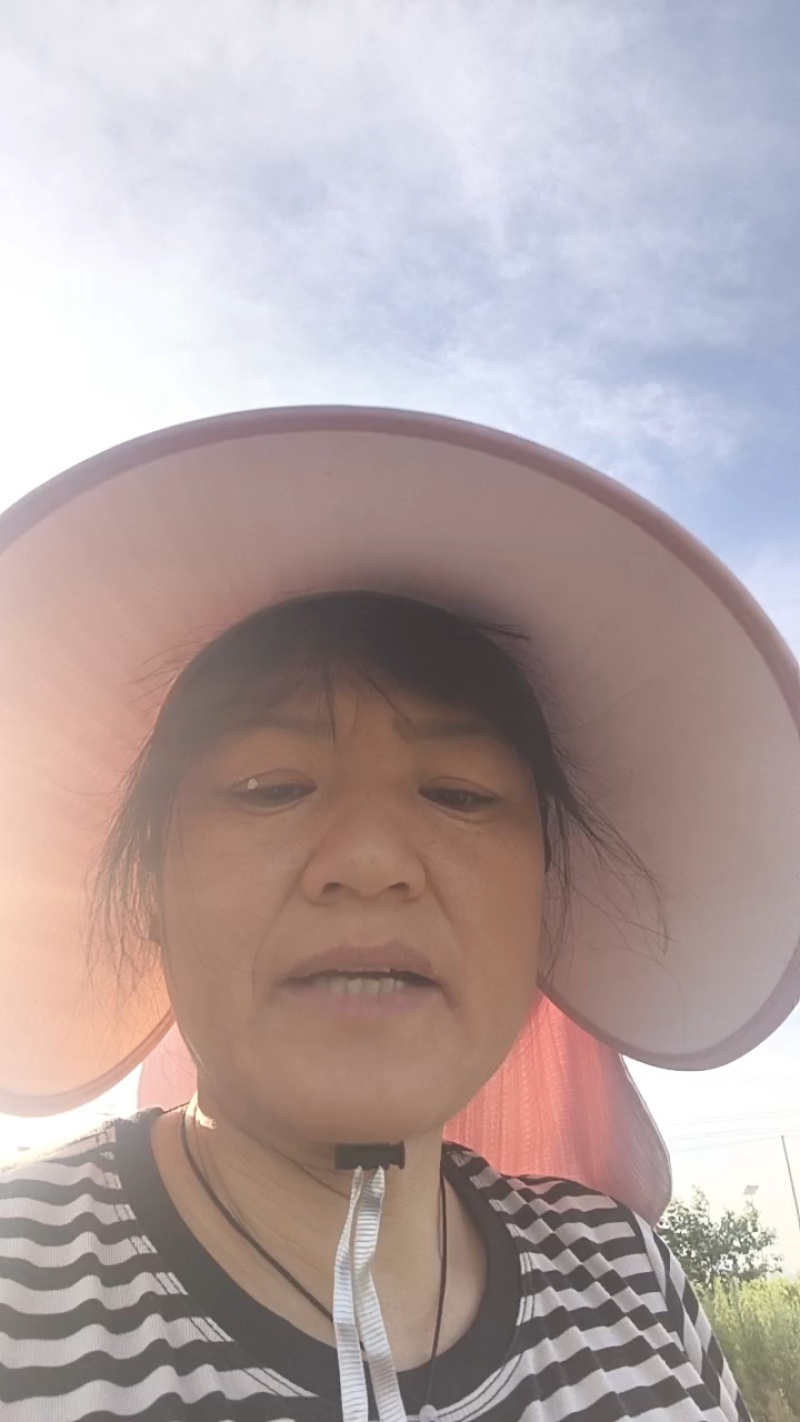 百合五六月份可以上市可提前预定