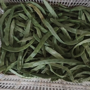 赶集货，上货快，芸豆，扁青，价格随行！