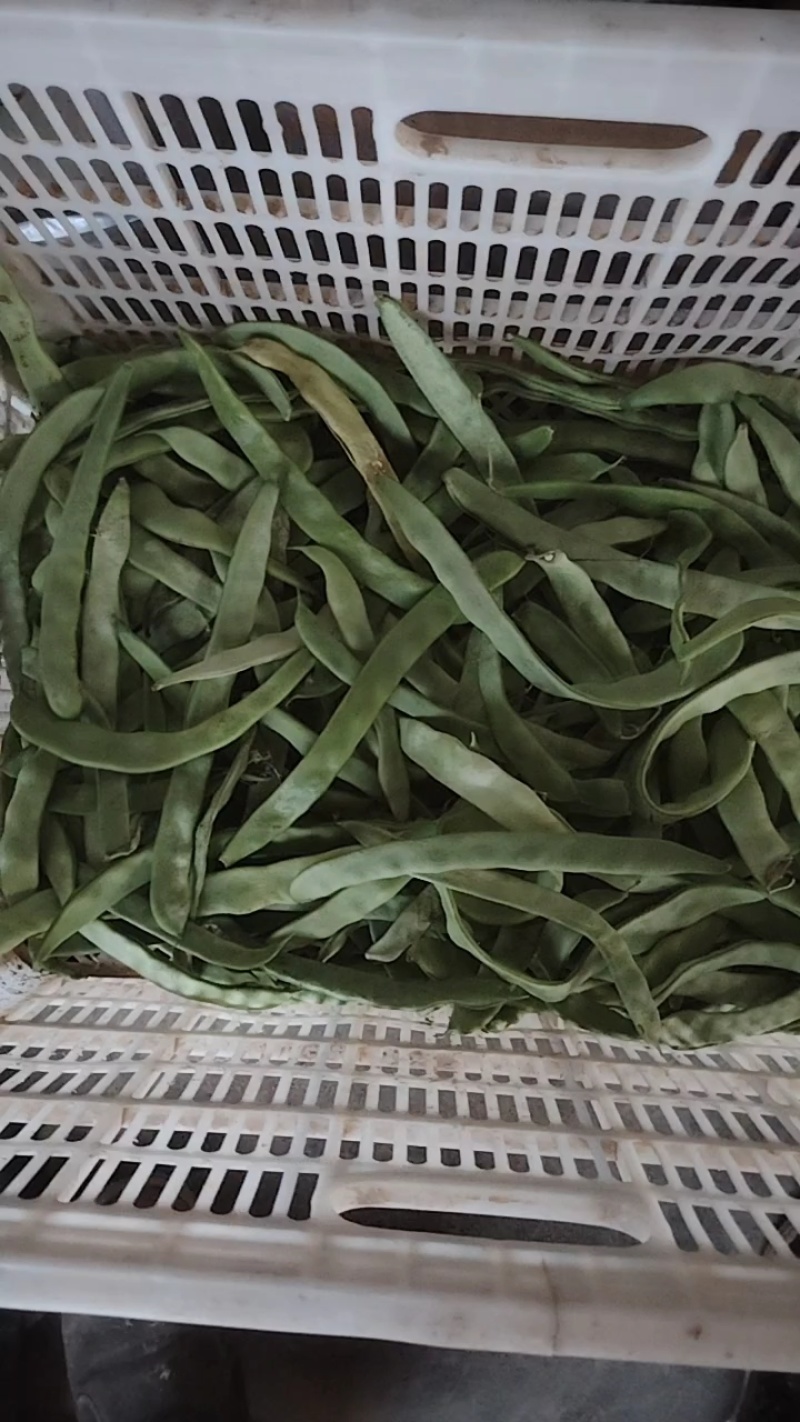 赶集货，上货快，芸豆，扁青，价格随行！