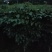 佛山三水基地直销单杆幸福树1.1米高，货好价优