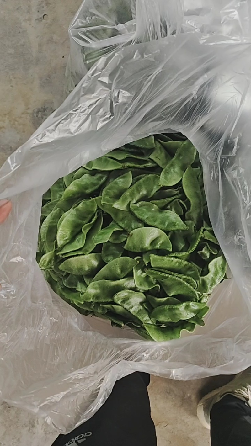 山东精品眉豆产地货源充足保质保量欢迎咨询