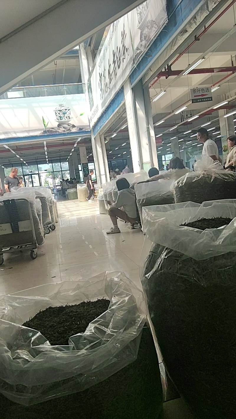 安吉白茶遂昌白茶毛峰茶大量供应可视频看货一手货源