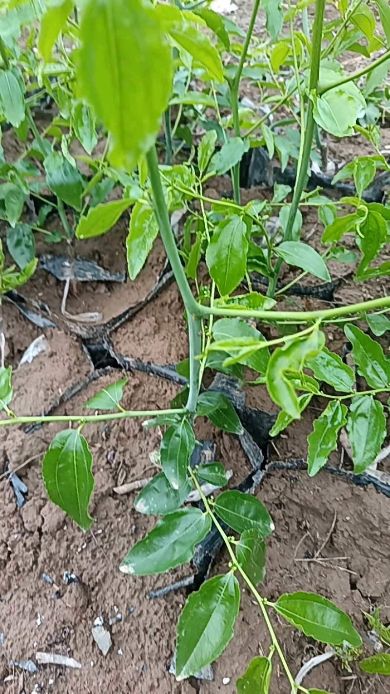 营养杯冬枣树苗/陕西渭南大荔县一代二代大荔冬枣苗