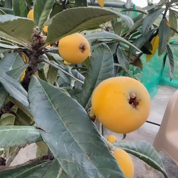 东山白玉枇杷毛茸茸很新鲜，明天采摘！