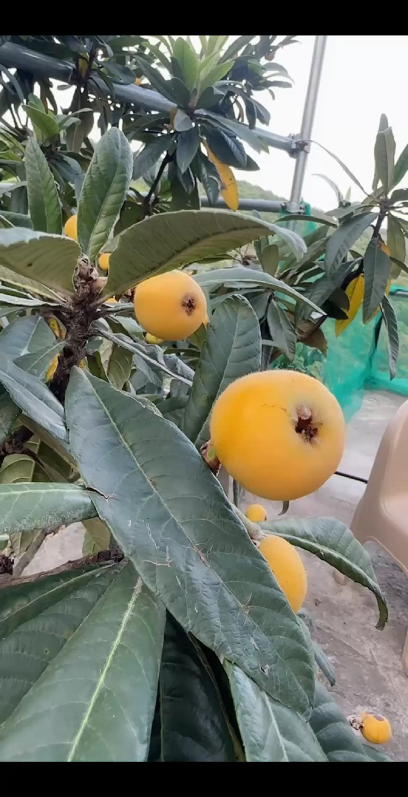 东山白玉枇杷毛茸茸很新鲜，明天采摘！