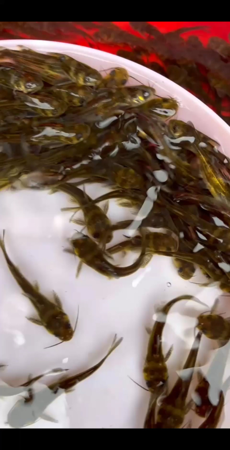 黄骨鱼苗杂交黄骨鱼苗黄辣丁苗黄丁角鱼苗活体广州包邮黄颡鱼
