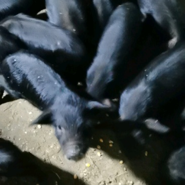 藏香猪怀孕母猪纯粮食喂养全国发货货到付款