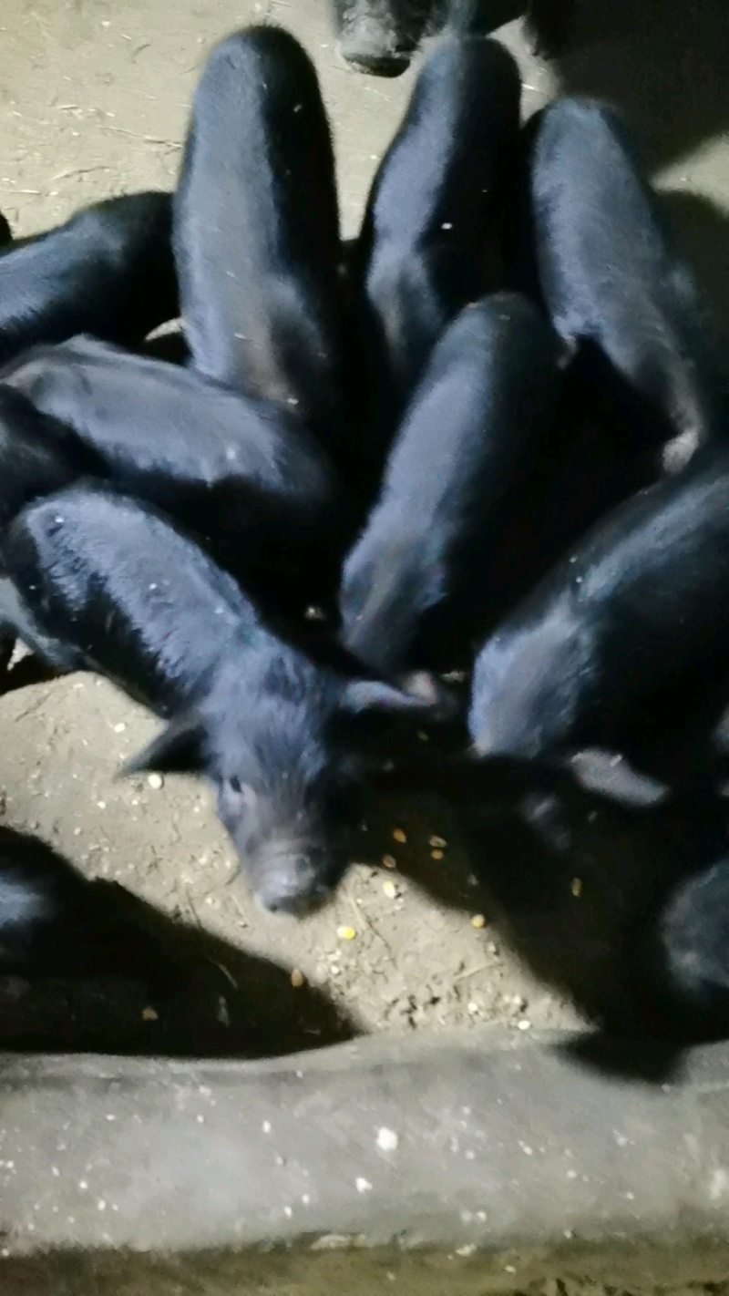 藏香猪怀孕母猪纯粮食喂养全国发货货到付款