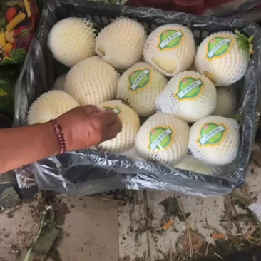 砀山精品甜瓜新鲜上市，货源充足，诚信经营，价格美丽