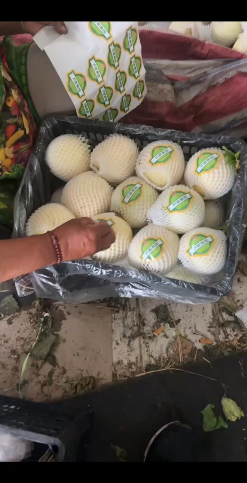 砀山精品甜瓜新鲜上市，货源充足，诚信经营，价格美丽