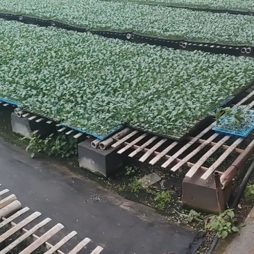 白菜苗吉锦黄心3号黄心白菜品种保证质量保证一级苗