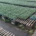 白菜苗吉锦黄心3号黄心白菜品种保证质量保证一级苗