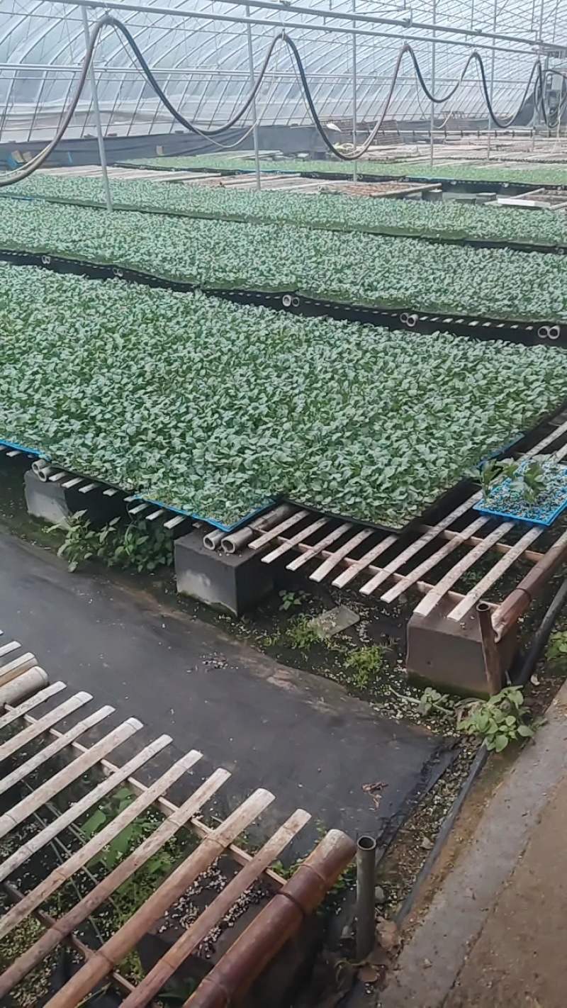 白菜苗吉锦黄心3号黄心白菜品种保证质量保证一级苗