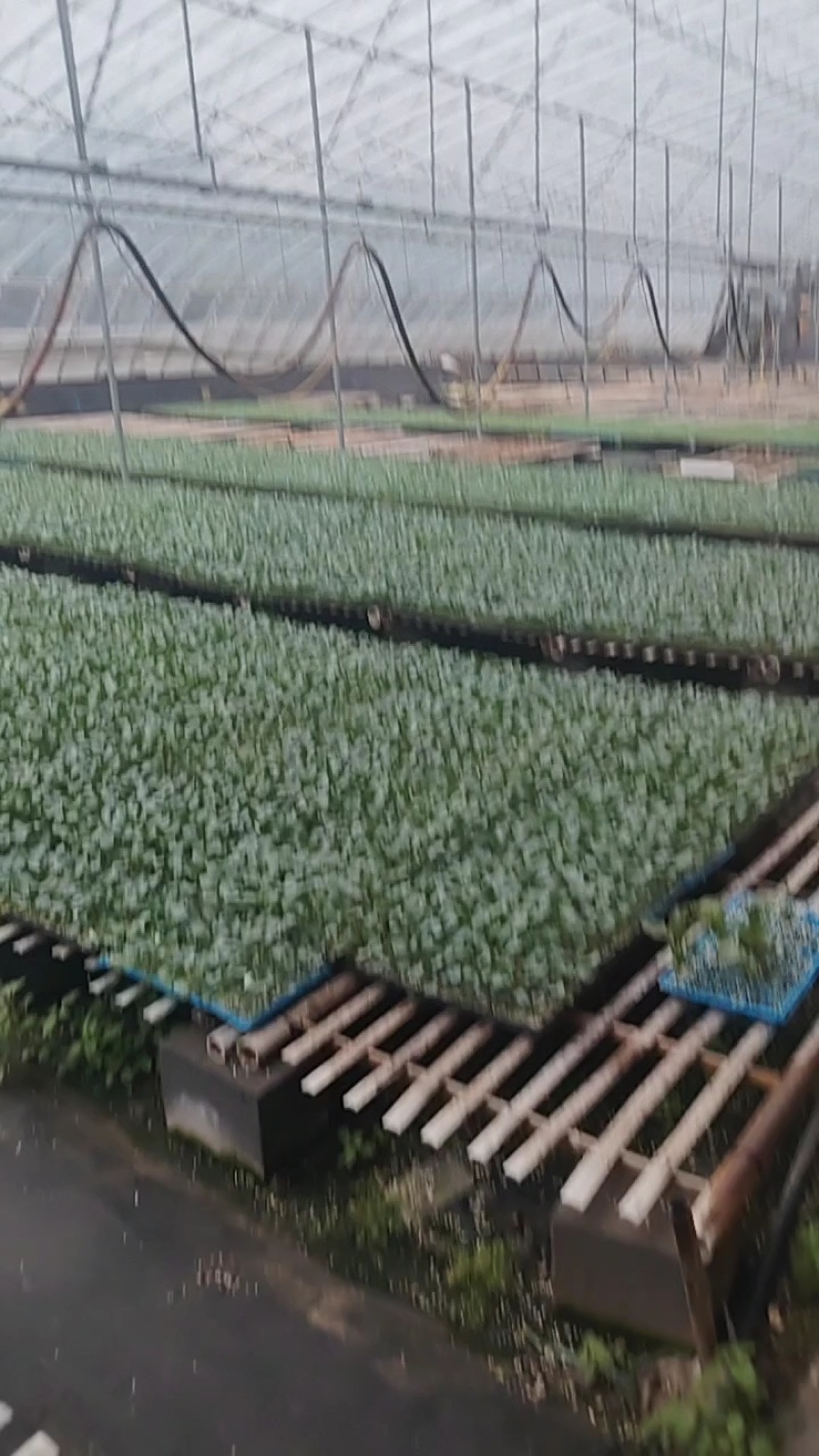 苦瓜苗东风22绿龙系列理想系列安琪罗强磁油亮形