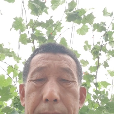 辽宁凌海市茉莉香葡萄产地直供货源充足品质保证