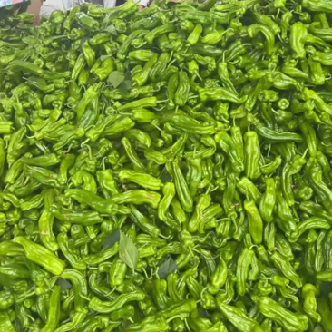 万亩辣椒大棚货质量保证价格优惠一手货源