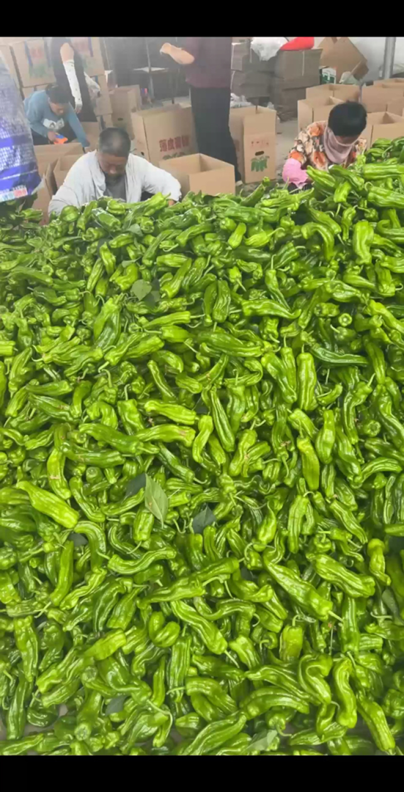 万亩辣椒大棚货质量保证价格优惠一手货源
