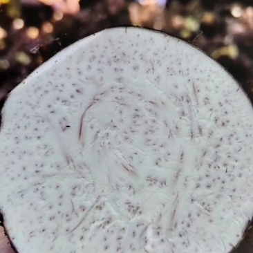 香芋头