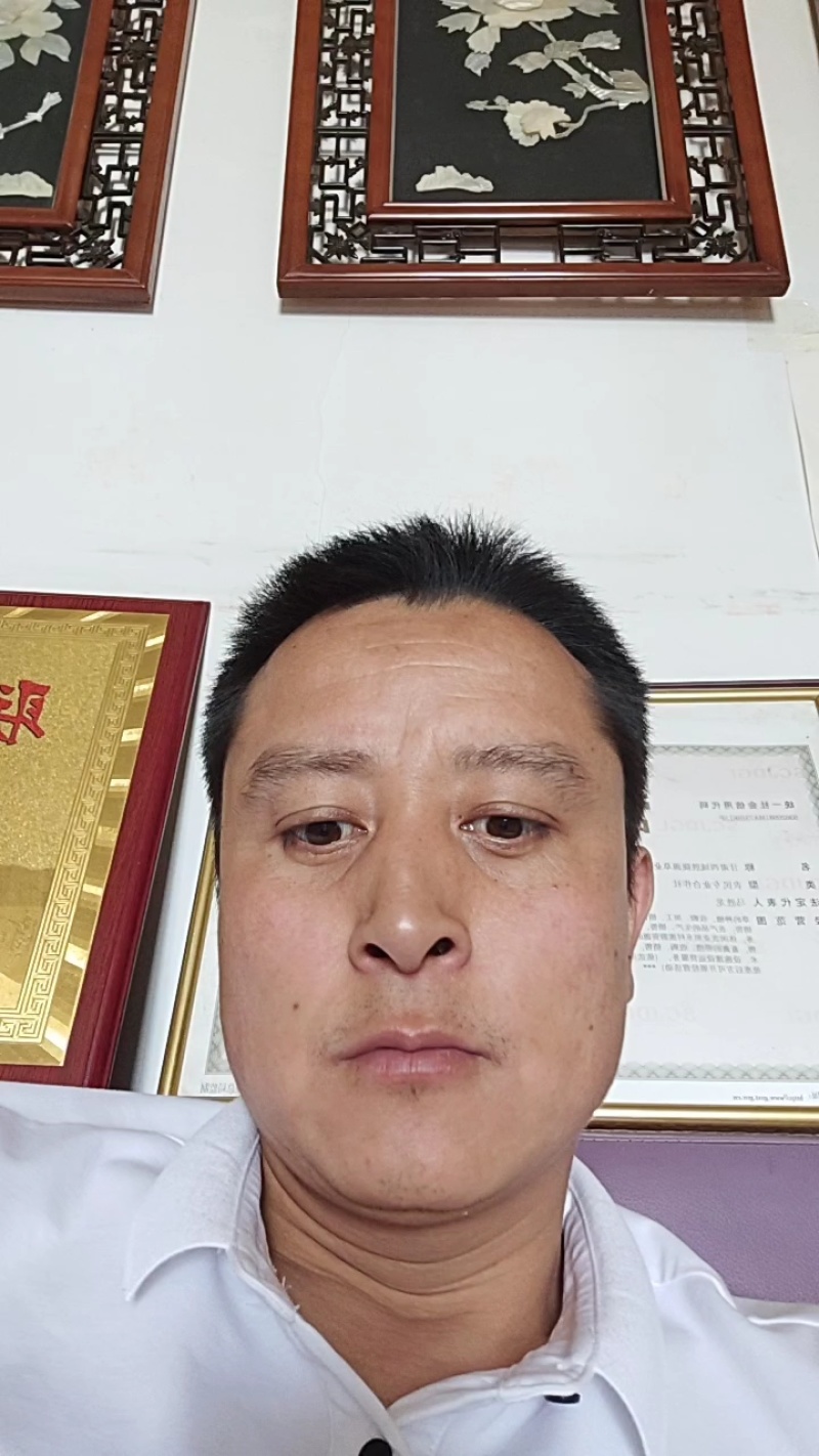 紫花苜蓿种子甘肃苜蓿籽批发苜蓿草种子发芽率好
