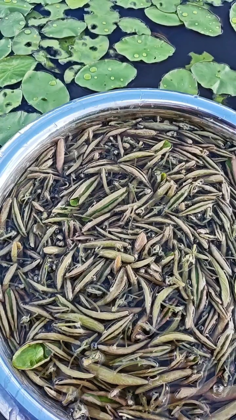 莼菜（统货）