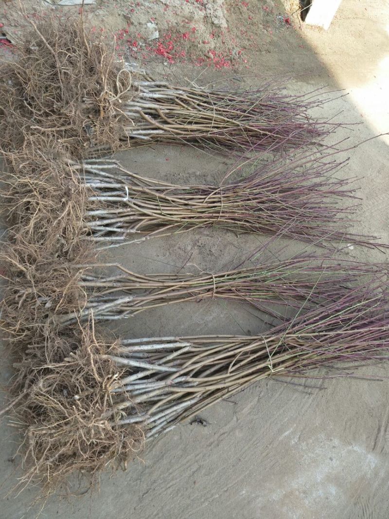 桃树苗70~80cm