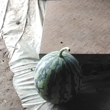 西瓜