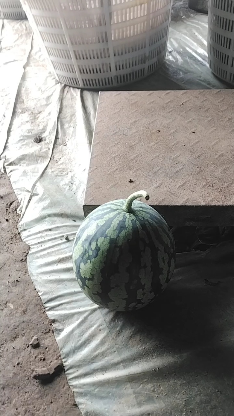 西瓜