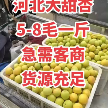 河北麦黄杏凯特杏菜籽杏大量上市中，货源充足，急需客商