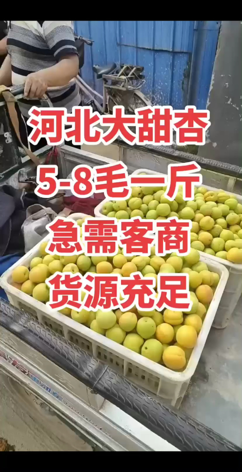 河北麦黄杏凯特杏菜籽杏大量上市中，货源充足，急需客商