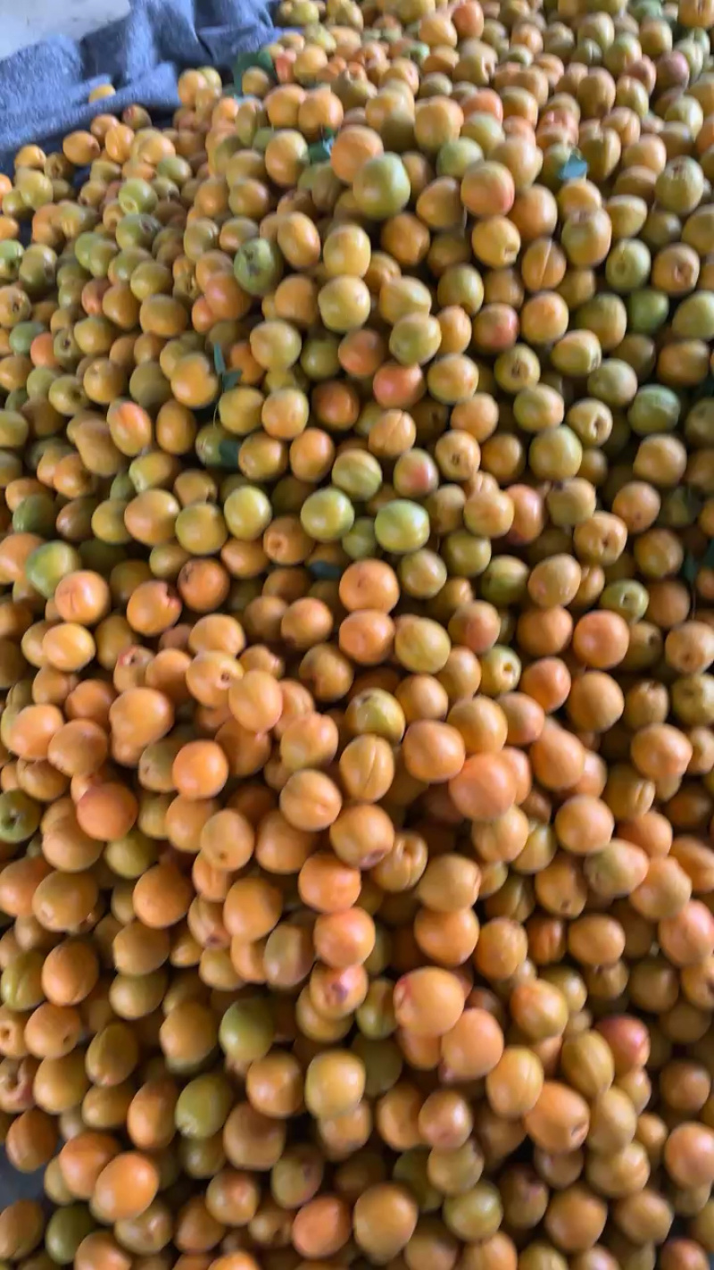 山东产地金太阳杏大量上市价格便宜