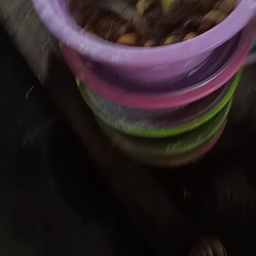 竹虫