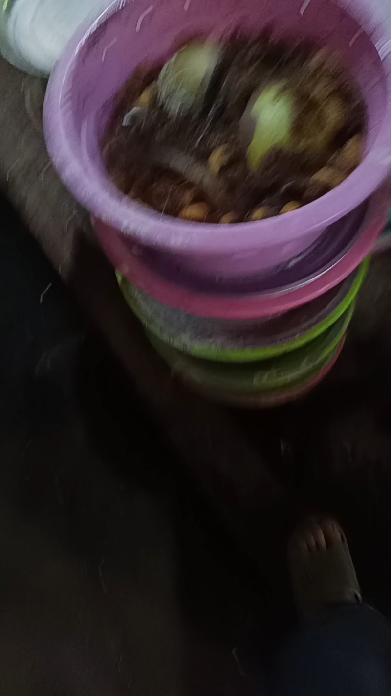 竹虫