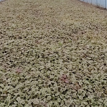 精品鸡毛菜草头大量供应常年有货支持定值全国发货