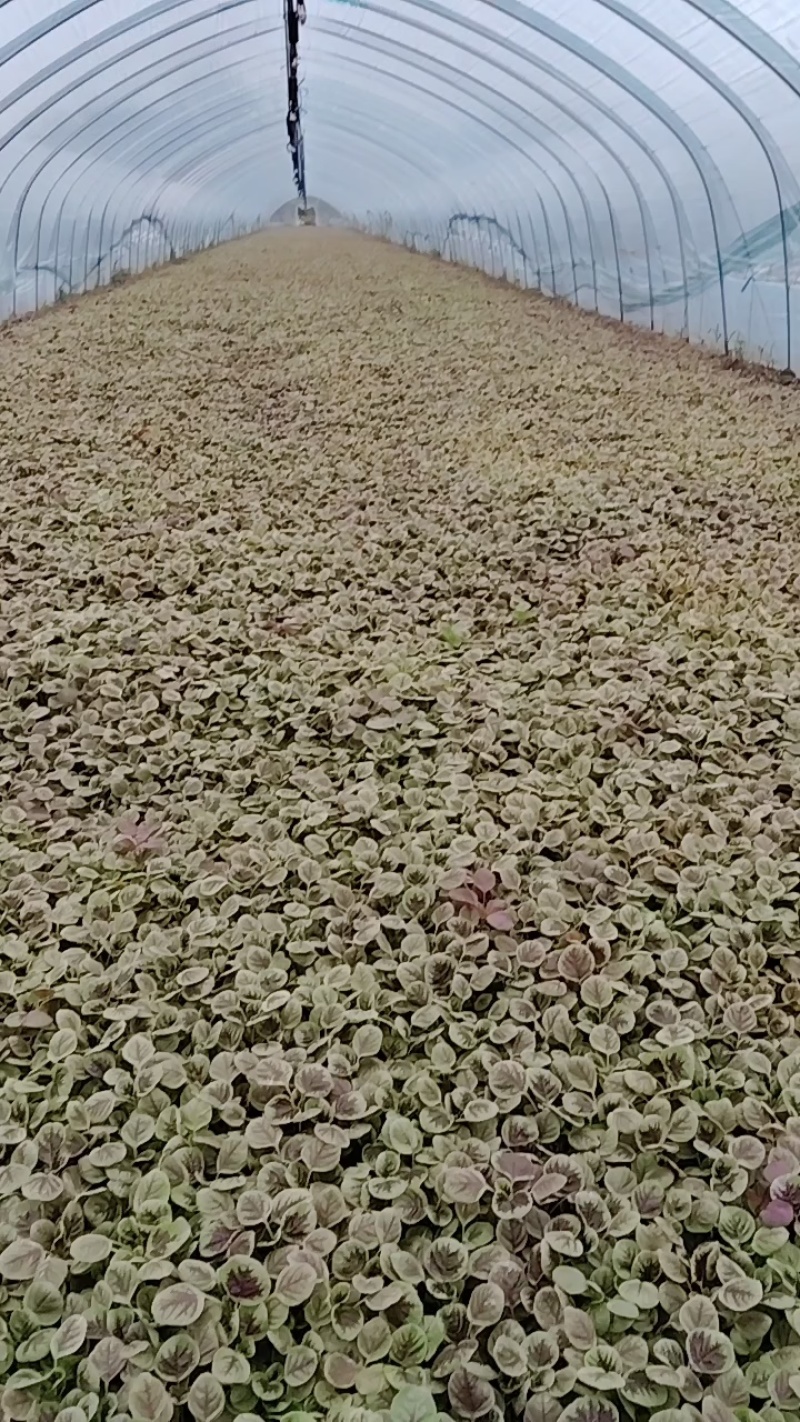 精品鸡毛菜草头大量供应常年有货支持定值全国发货