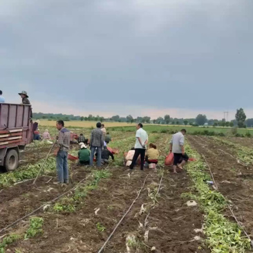 河南南阳土豆沃土实验一号大量上市