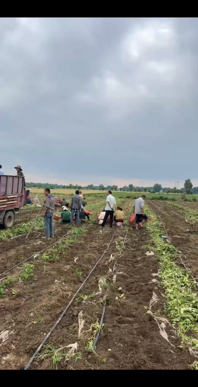 河南南阳土豆沃土实验一号大量上市