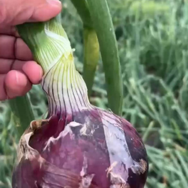 【推荐】紫皮洋葱商丘洋葱大量上市一手货源代发全国欢迎咨询