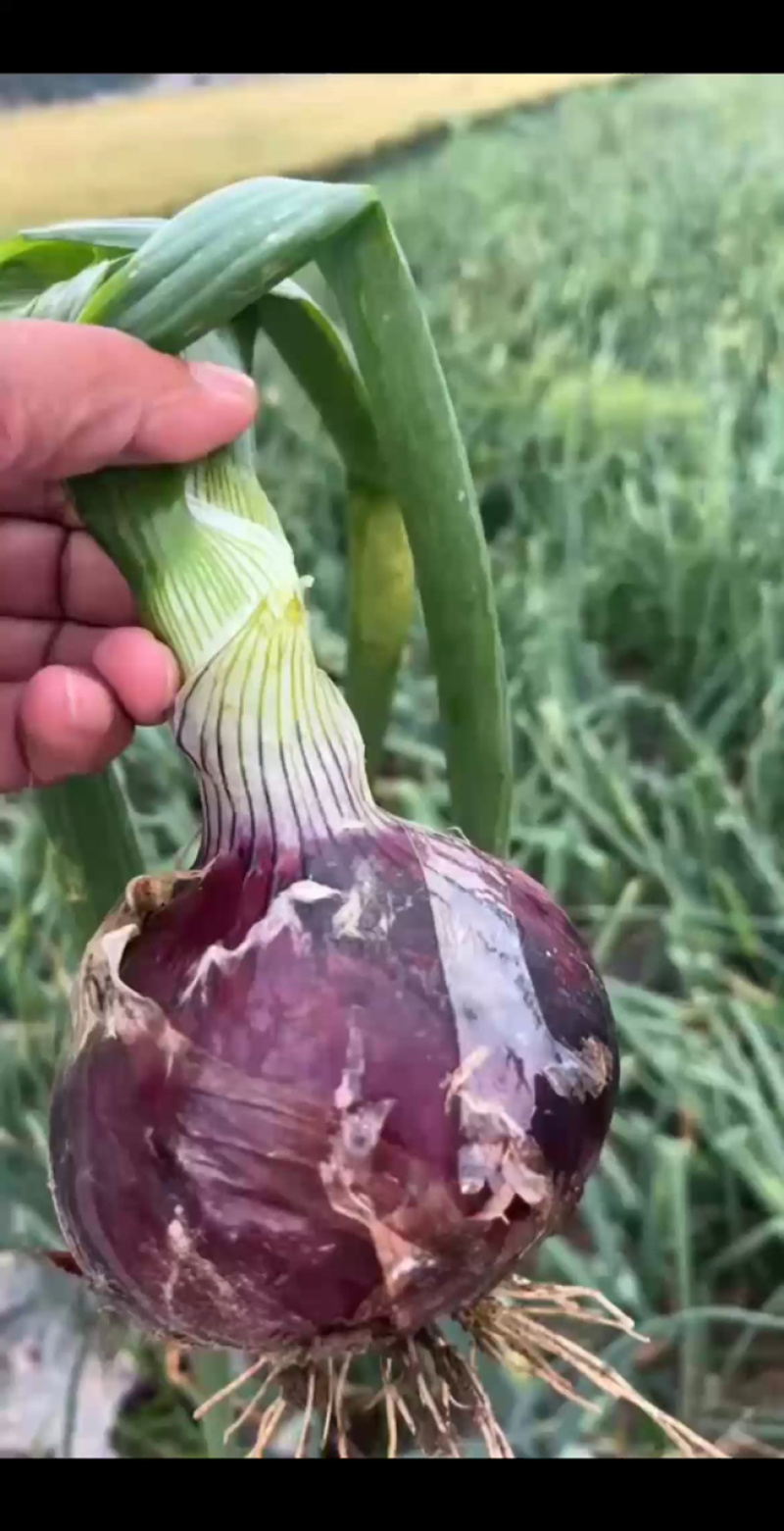 【推荐】紫皮洋葱商丘洋葱大量上市一手货源代发全国欢迎咨询
