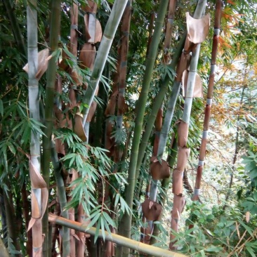 雷竹19~20m