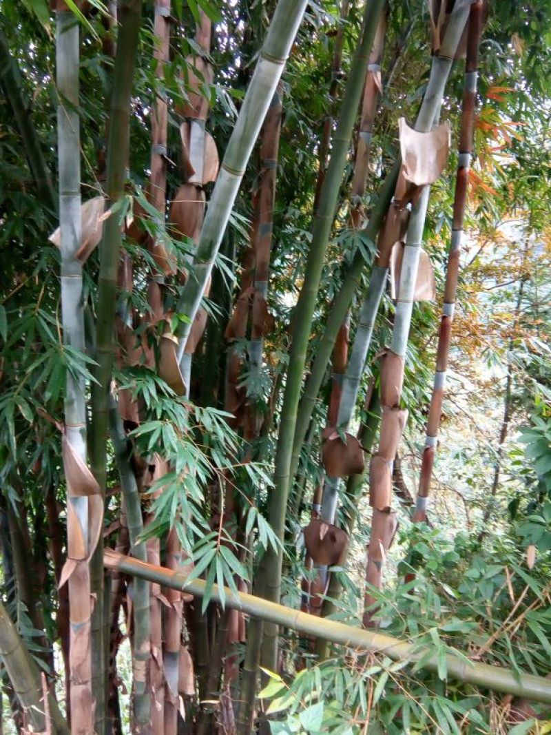 雷竹19~20m