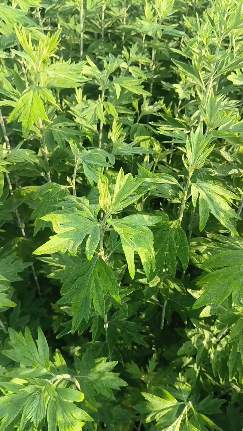 白蒿种子，茵陈种子，包回收，农民增收好项目
